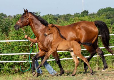 Photo of Caralyn RSF (Galaxy Coeur x Diamond Stud x Furstenreich)