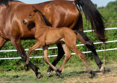 Photo of Caralyn RSF (Galaxy Coeur x Diamond Stud x Furstenreich)