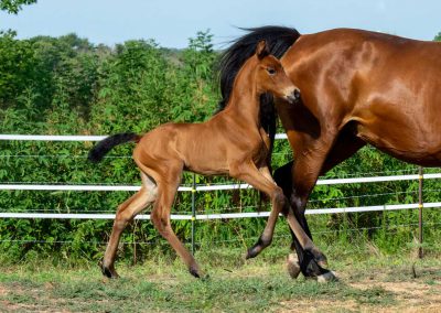 Photo of Caralyn RSF (Galaxy Coeur x Diamond Stud x Furstenreich)