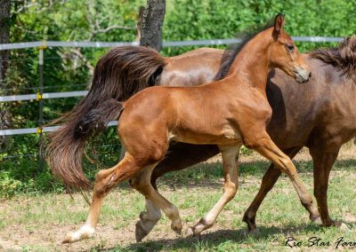 Photo of Upbeat RSF (Le Formidable x Sir Gregory x Roemer)