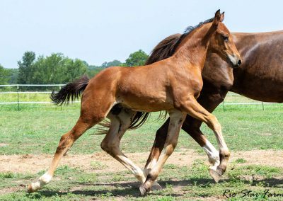 Photo of Upbeat RSF (Le Formidable x Sir Gregory x Roemer)
