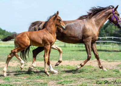 Photo of Upbeat RSF (Le Formidable x Sir Gregory x Roemer)