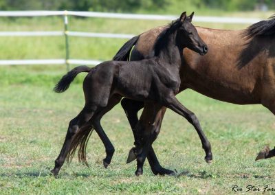 Photo of Unequaled Faith RSF (Le Formidable x Morricone x Freestyle)