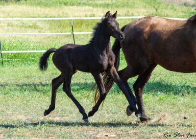 Photo of Unequaled Faith RSF (Le Formidable x Morricone x Freestyle)