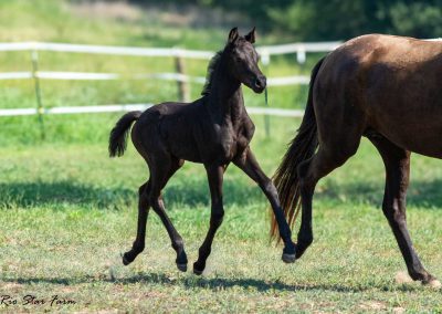 Photo of Unequaled Faith RSF (Le Formidable x Morricone x Freestyle)
