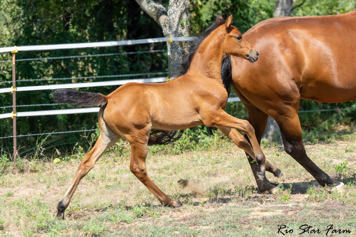 Caralyn RSF (Galaxy Coeur x Diamond Stud x Furstenreich) Photo of Caralyn RSF (Galaxy Coeur x Diamond Stud x Furstenreich)
