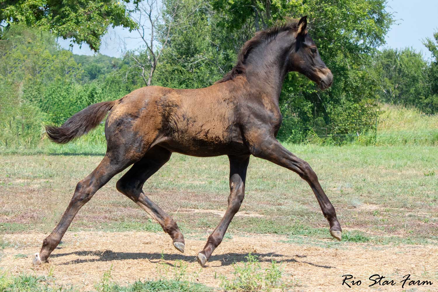 Upper Class RSF (Premier SSF x Hesselhøj Donkey Boy x Wolkentanz II) Photo of Upper Class RSF (Premier SSF x Hesselhøj Donkey Boy x Wolkentanz II)