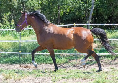 Photo of Eleanor RSF (Sagnol x Esbjerg (Espri) x Cicero)