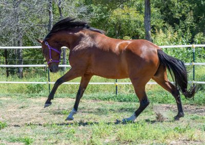 Photo of Eleanor RSF (Sagnol x Esbjerg (Espri) x Cicero)