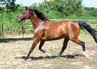 Photo of Eleanor RSF (Sagnol x Esbjerg (Espri) x Cicero)