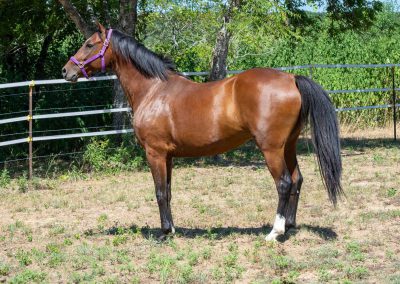 Photo of Eleanor RSF (Sagnol x Esbjerg (Espri) x Cicero)