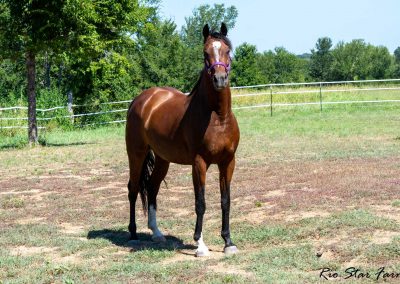 Photo of Eleanor RSF (Sagnol x Esbjerg (Espri) x Cicero)