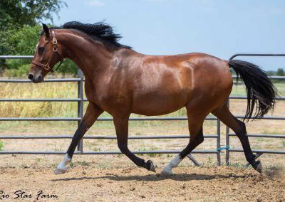 Photo of Eleanor RSF (Sagnol x Esbjerg x Cicero)