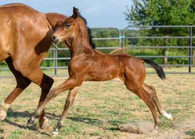 Photo of Unwilder RSF (Buckingham x Wolkentanz II x Freestyle)