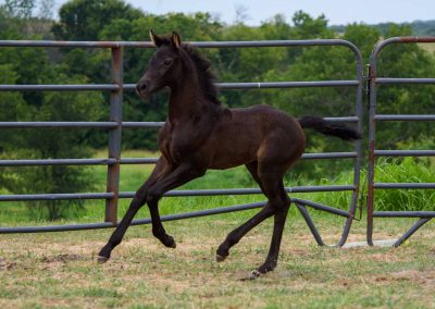 Photo of Upper Class RSF (Premier SSF x Hesselhøj Donkey Boy x Wolkentanz II)