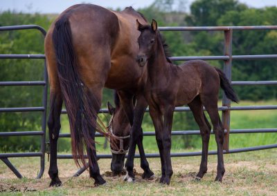 Photo of Upper Class RSF (Premier SSF x Hesselhøj Donkey Boy x Wolkentanz II)
