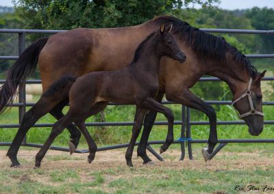 Photo of Upper Class RSF (Premier SSF x Hesselhøj Donkey Boy x Wolkentanz II)