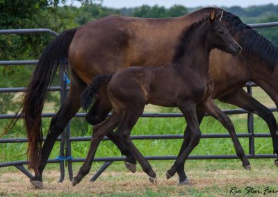 Photo of Upper Class RSF (Premier SSF x Hesselhøj Donkey Boy x Wolkentanz II)