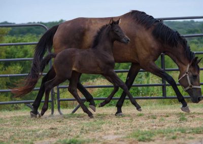 Photo of Upper Class RSF (Premier SSF x Hesselhøj Donkey Boy x Wolkentanz II)
