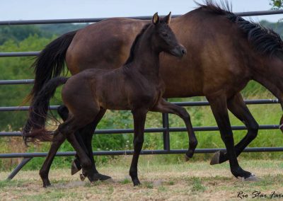 Photo of Upper Class RSF (Premier SSF x Hesselhøj Donkey Boy x Wolkentanz II)