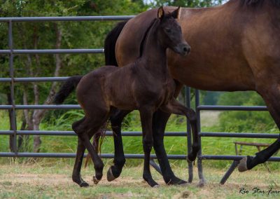 Photo of Upper Class RSF (Premier SSF x Hesselhøj Donkey Boy x Wolkentanz II)