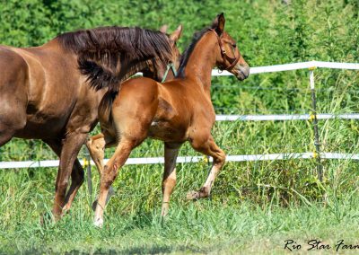 Photo of Upbeat RSF (Le Formidable x Sir Gregory x Roemer)