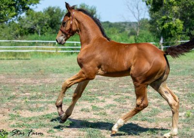 Photo of Upbeat RSF (Le Formidable x Sir Gregory x Roemer)