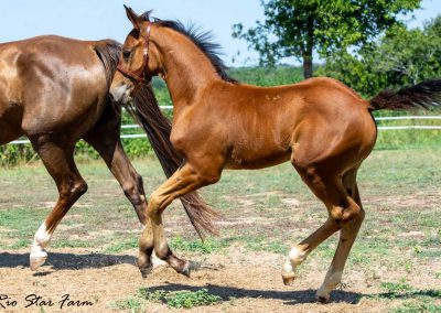 Photo of Upbeat RSF (Le Formidable x Sir Gregory x Roemer)