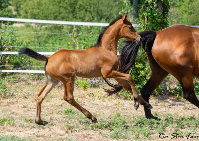 Photo of Caralyn RSF (Galaxy Coeur x Diamond Stud x Furstenreich)
