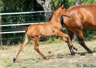 Photo of Caralyn RSF (Galaxy Coeur x Diamond Stud x Furstenreich)