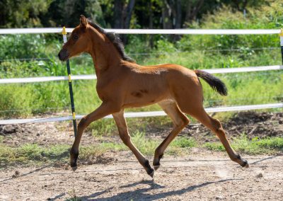 Photo of Caralyn RSF (Galaxy Coeur x Diamond Stud x Furstenreich)
