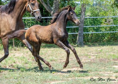 Photo of Upper Class RSF (Premier SSF x Hesselhøj Donkey Boy x Wolkentanz II)