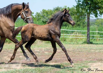 Photo of Upper Class RSF (Premier SSF x Hesselhøj Donkey Boy x Wolkentanz II)