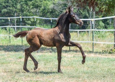 Photo of Upper Class RSF (Premier SSF x Hesselhøj Donkey Boy x Wolkentanz II)