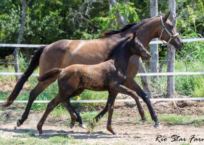 Photo of Upper Class RSF (Premier SSF x Hesselhøj Donkey Boy x Wolkentanz II)