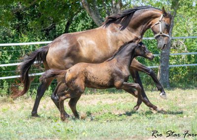 Photo of Upper Class RSF (Premier SSF x Hesselhøj Donkey Boy x Wolkentanz II)