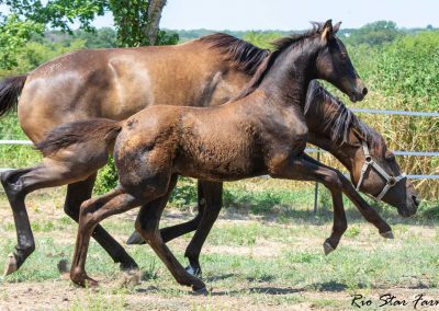 Photo of Upper Class RSF (Premier SSF x Hesselhøj Donkey Boy x Wolkentanz II)