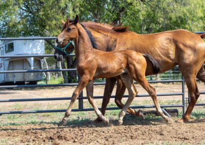 Photo of Unwilder RSF (Buckingham x Wolkentanz II x Freestyle)