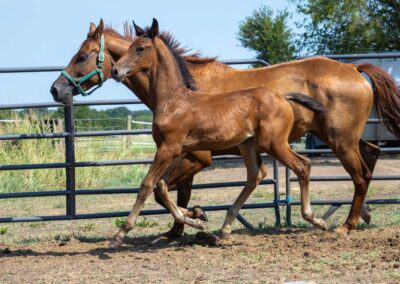Photo of Unwilder RSF (Buckingham x Wolkentanz II x Freestyle)