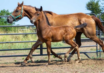 Photo of Unwilder RSF (Buckingham x Wolkentanz II x Freestyle)
