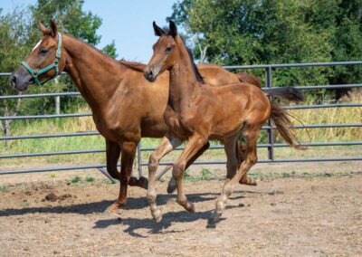 Photo of Unwilder RSF (Buckingham x Wolkentanz II x Freestyle)