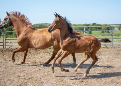Photo of Unwilder RSF (Buckingham x Wolkentanz II x Freestyle)