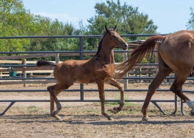 Photo of Unwilder RSF (Buckingham x Wolkentanz II x Freestyle)