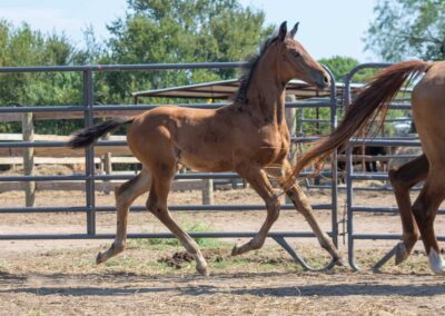 Photo of Unwilder RSF (Buckingham x Wolkentanz II x Freestyle)
