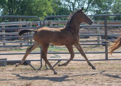 Photo of Unwilder RSF (Buckingham x Wolkentanz II x Freestyle)