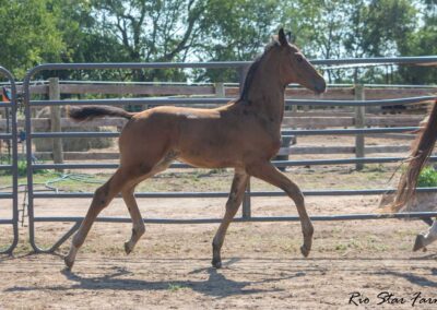 Photo of Unwilder RSF (Buckingham x Wolkentanz II x Freestyle)