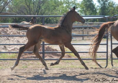 Photo of Unwilder RSF (Buckingham x Wolkentanz II x Freestyle)