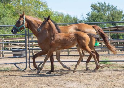 Photo of Unwilder RSF (Buckingham x Wolkentanz II x Freestyle)