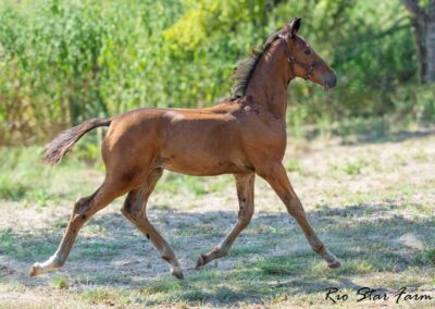 Photo of Unwilder RSF (Buckingham x Wolkentanz II x Freestyle)