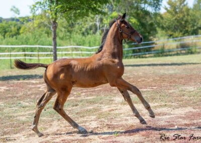 Photo of Unwilder RSF (Buckingham x Wolkentanz II x Freestyle)